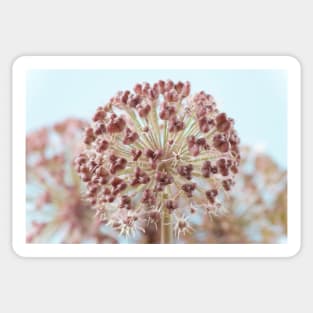 Allium karataviense   AGM  Kara Tau garlic  Seed heads Sticker